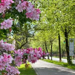 Frühlingsgrüße aus der Prinzregentenstraße_02