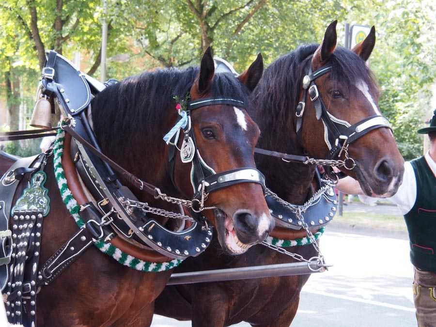 gautrachtenfest_rosenheim_056