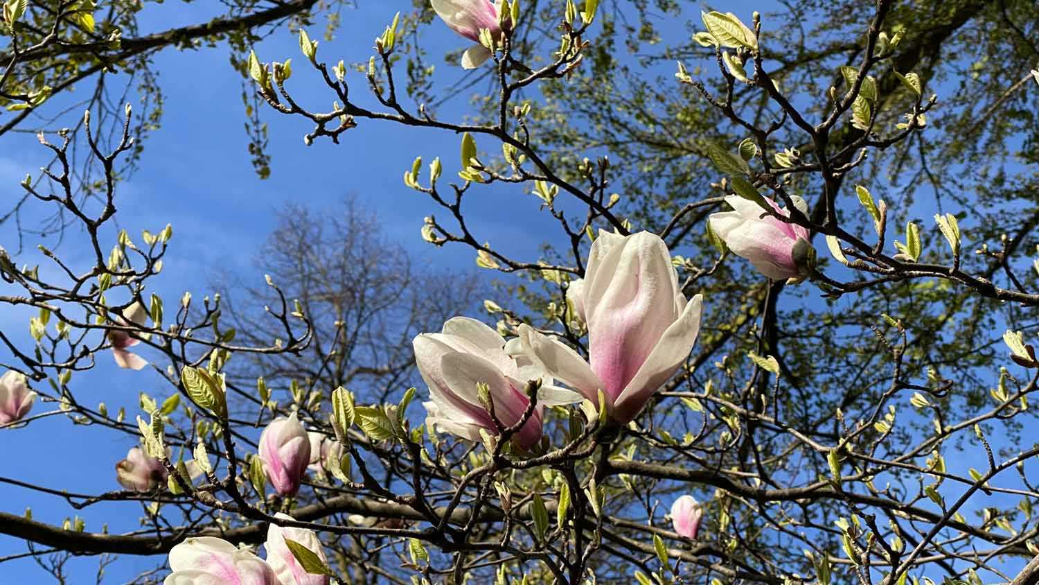 magnolienbluete_stadttipps_rosenheim