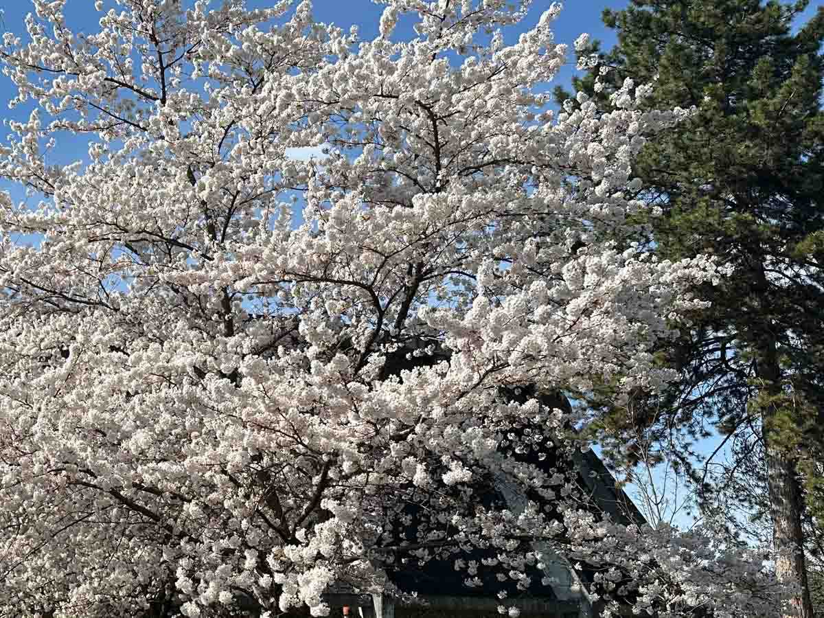 rosenheim-fruehling-040