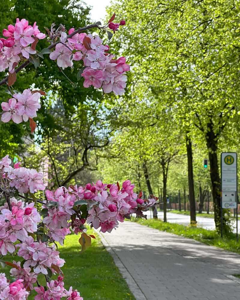 blueten-stadttipps-rosenheim-02