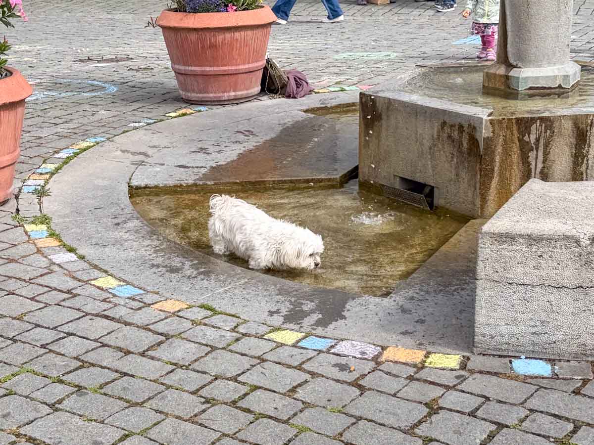 innenstadt-freitag-rosenheim-credit-stadttipps-rosenheim-16
