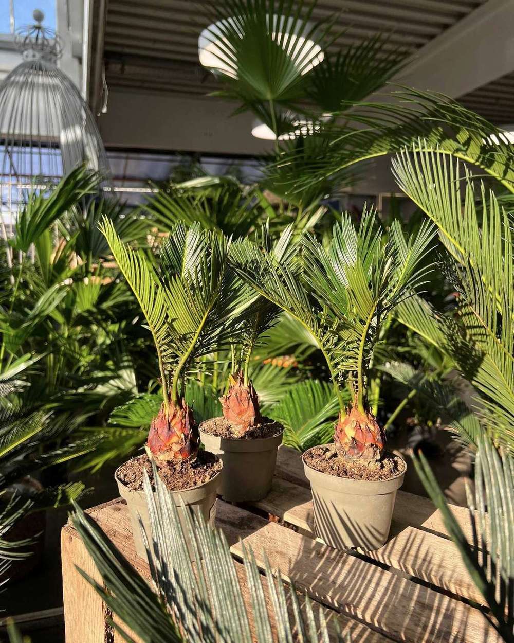 Grüne Tage »Zimmerpflanzen« im Gartencenter Nickl