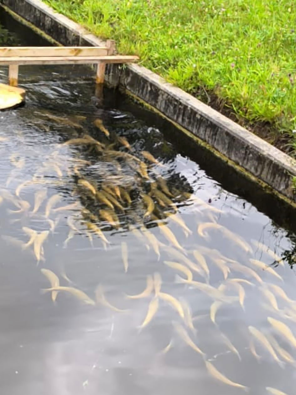 Diesen Samstag Goldforellen beim Walter am Fischstand
