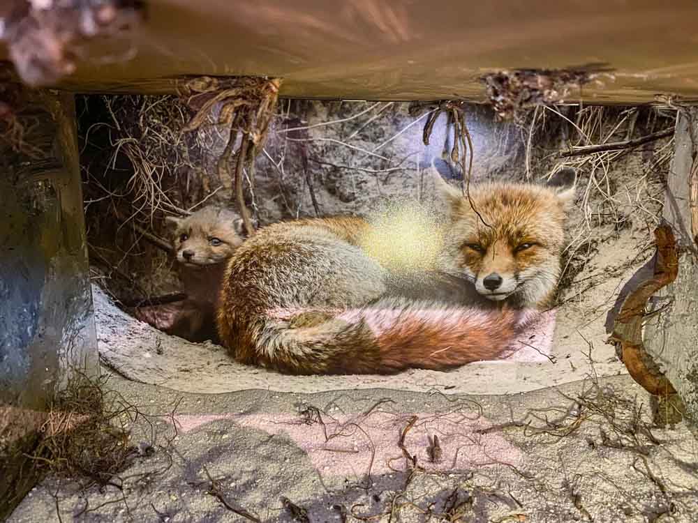 ausstellung_holz_mit_allen_sinnen_entdecken©stadttipps_rosenheim_05