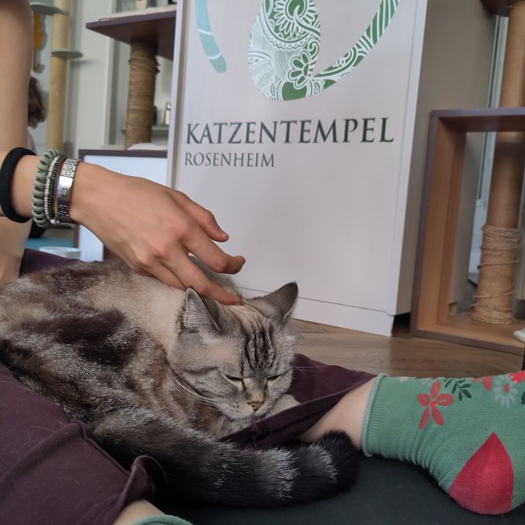 katzentempel rosenheim yoga mit katzen