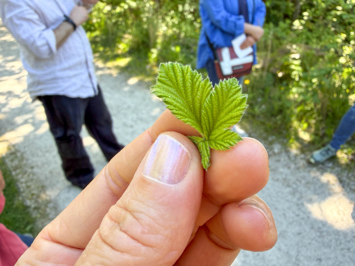 Kräuterwanderung im Auwald an Mangfall & Inn