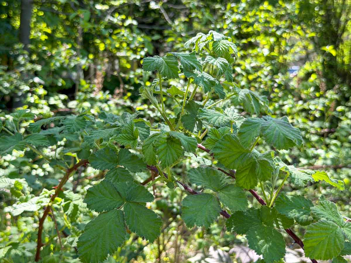 Brombeere