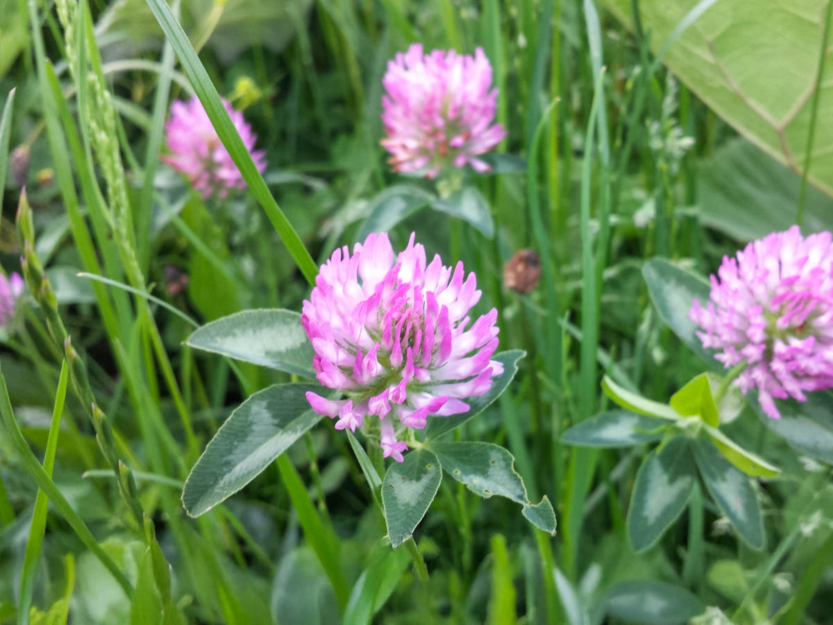 lieblingskraeuter rotklee copyright bettina soelch