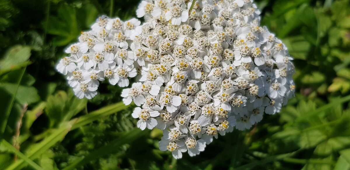 Kräuter-Workshop »Frauenkräuter für Leib und Seele«