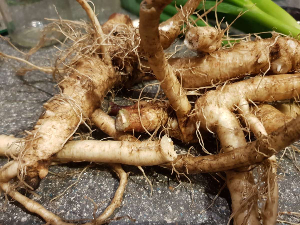 Wurzelkraft - Kraftpakete aus der Erde