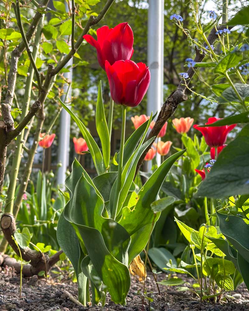 tulpen stadttipps rosenheim 01