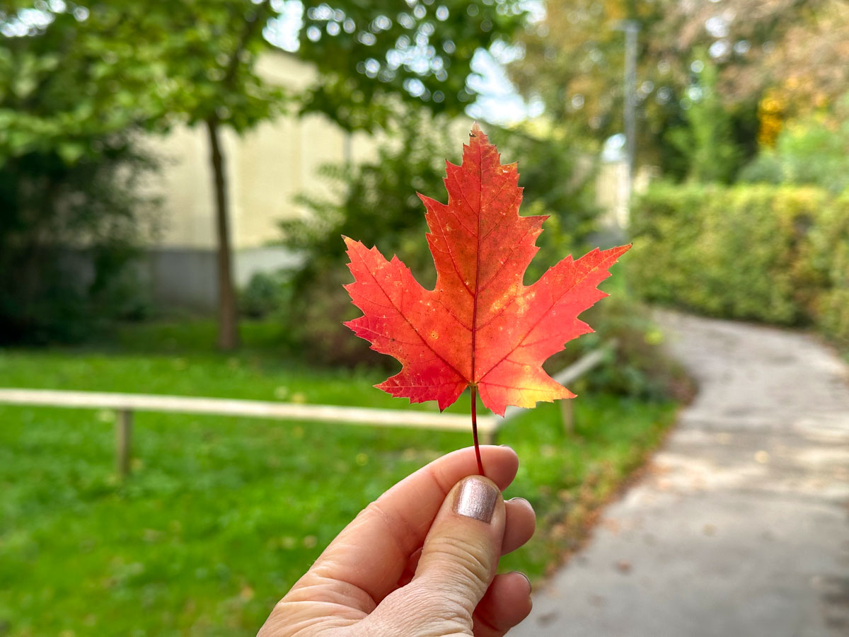 herbst-in-rosenheim-credit-stadttipps-02