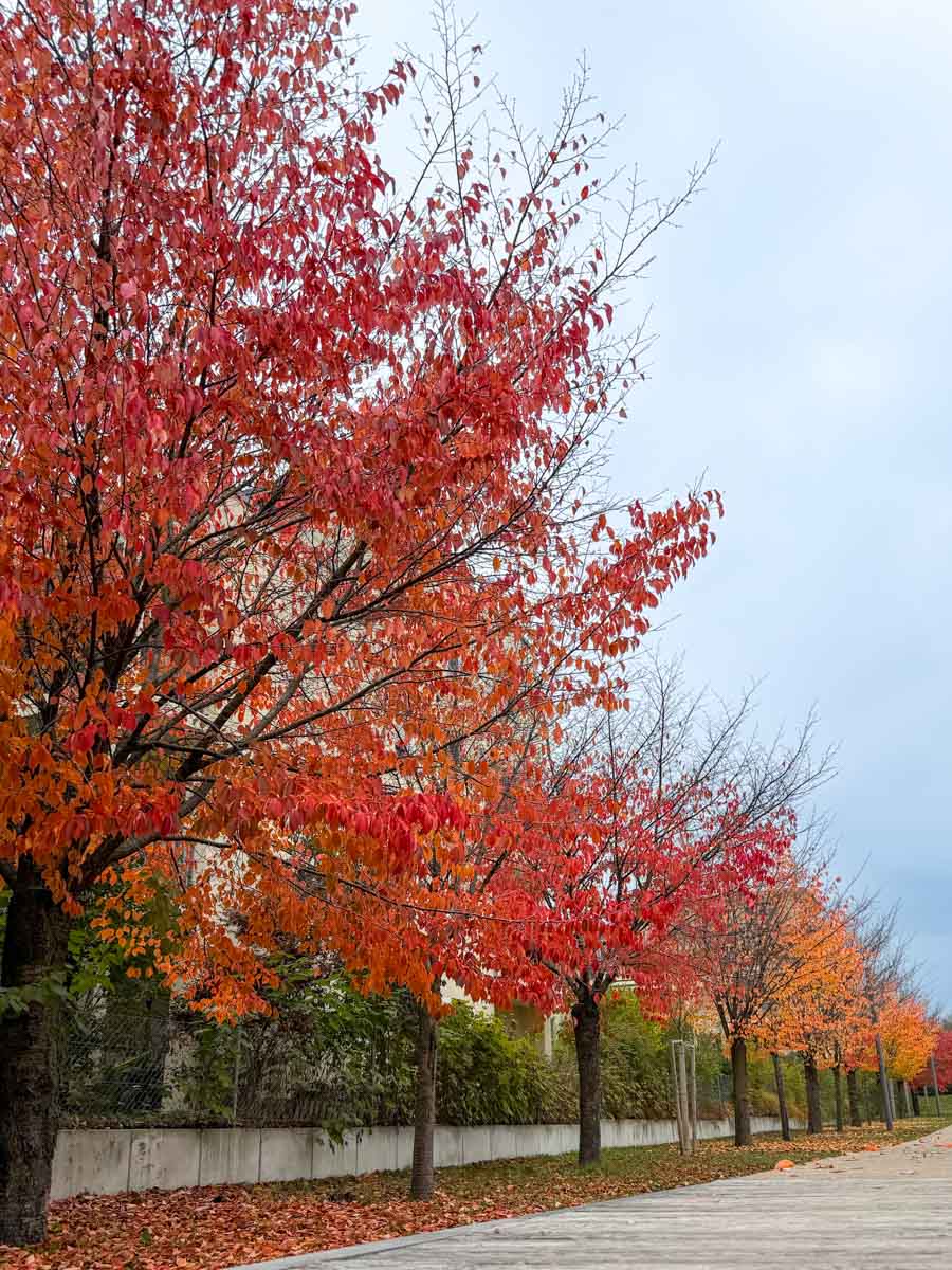 herbst-in-rosenheim-credit-stadttipps-04