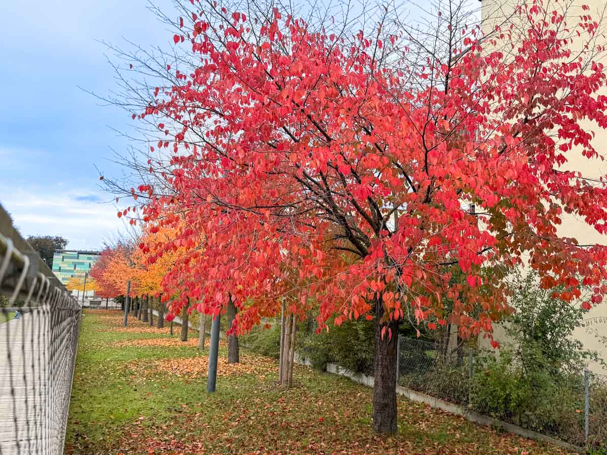 herbst-in-rosenheim-credit-stadttipps-05