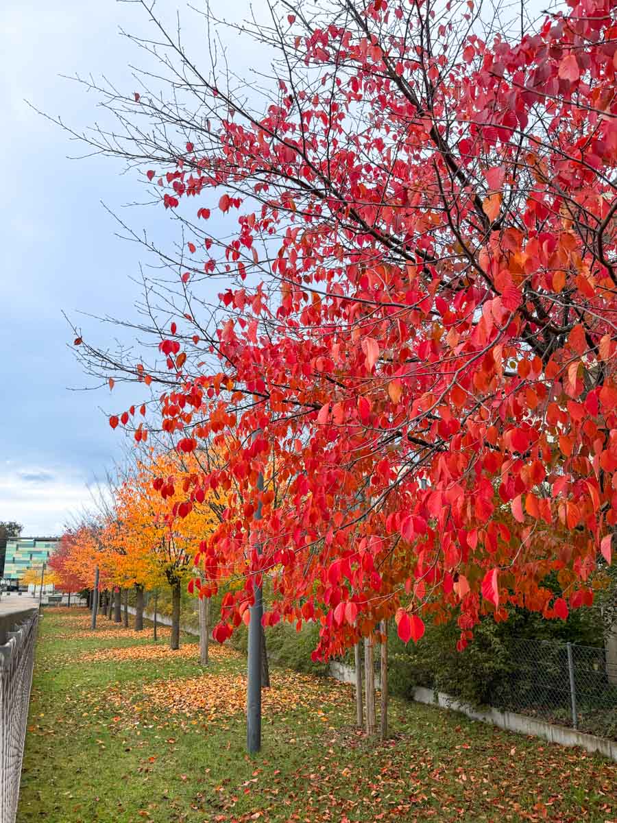 herbst-in-rosenheim-credit-stadttipps-06