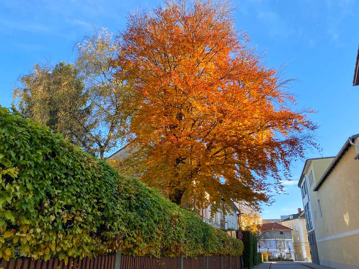 herbst-in-rosenheim-credit-stadttipps-07