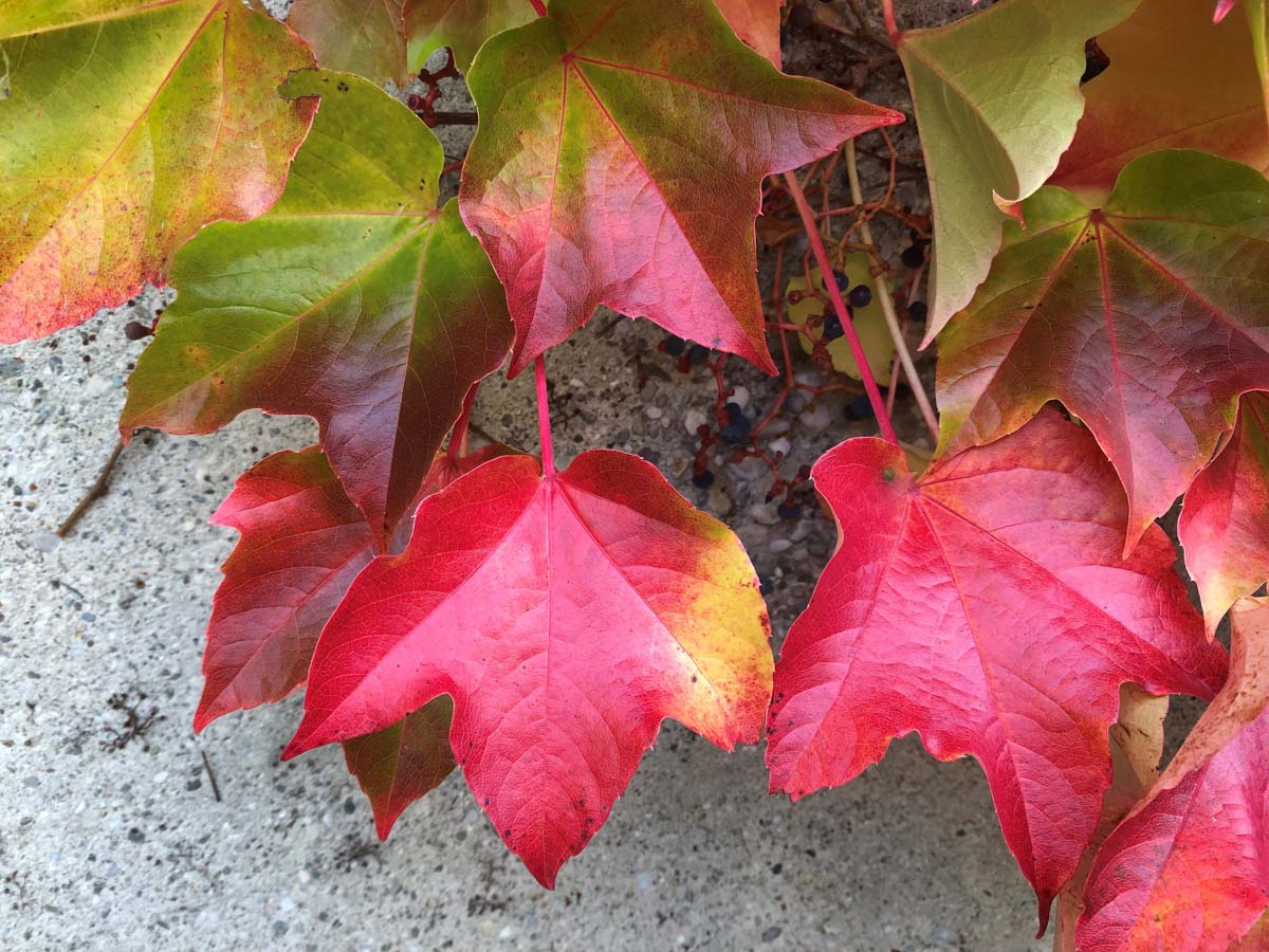 herbst-in-rosenheim-credit-stadttipps-08