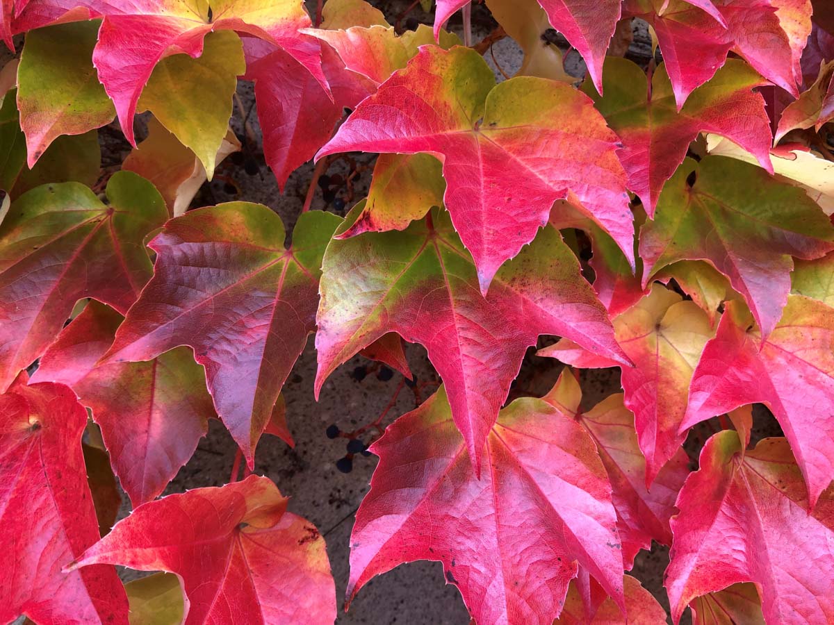 herbst-in-rosenheim-credit-stadttipps-09