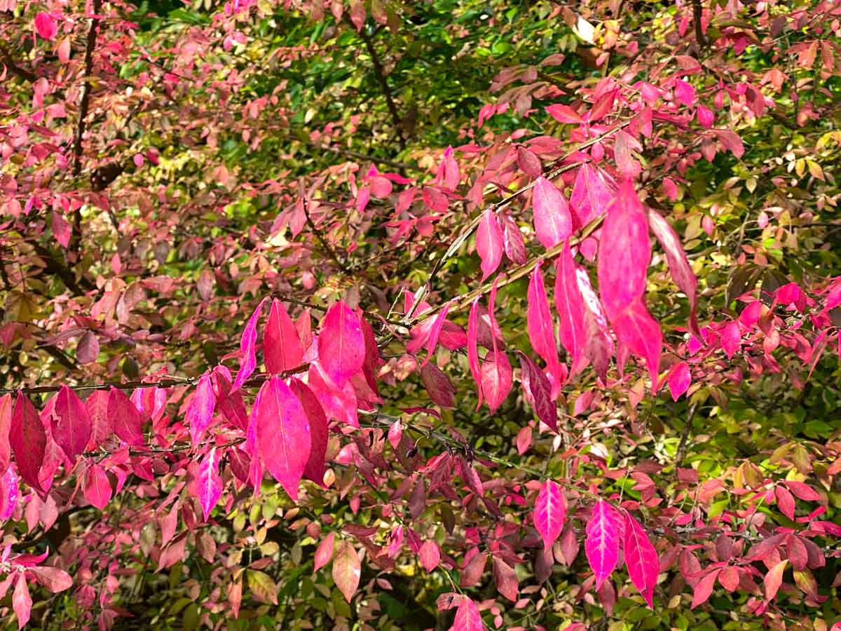 herbst-in-rosenheim-credit-stadttipps-12