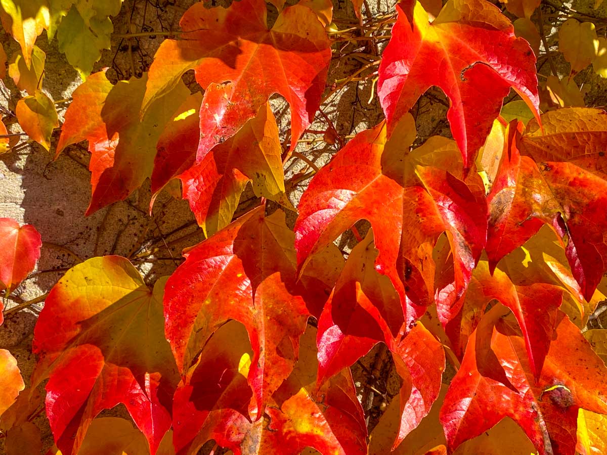 herbst-in-rosenheim-credit-stadttipps-13