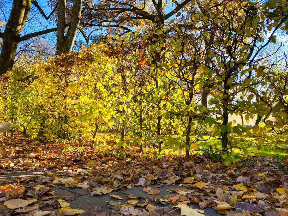 herbst-in-rosenheim-credit-stadttipps-14