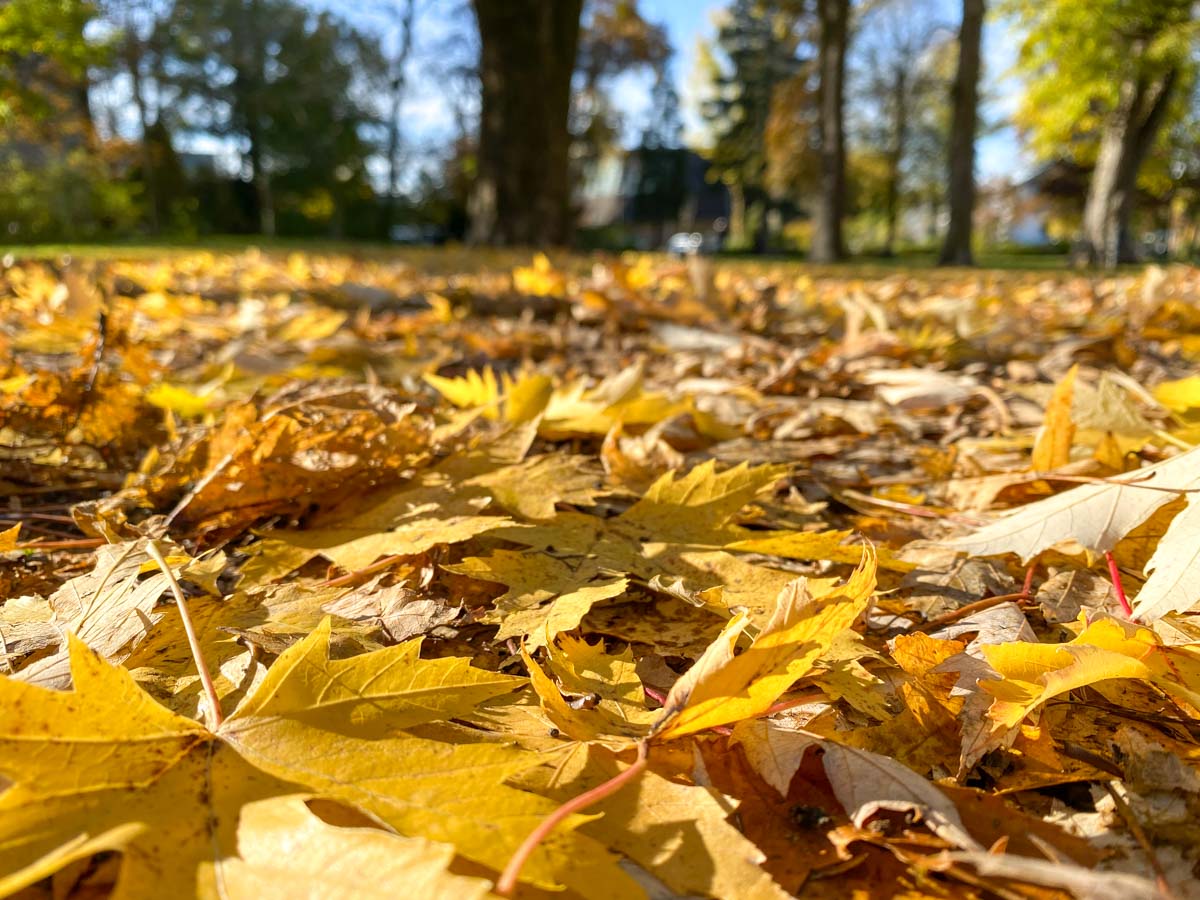 herbst-in-rosenheim-credit-stadttipps-15