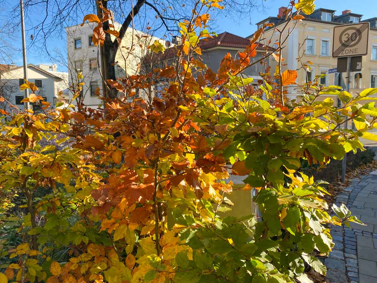 herbst-in-rosenheim-credit-stadttipps-16