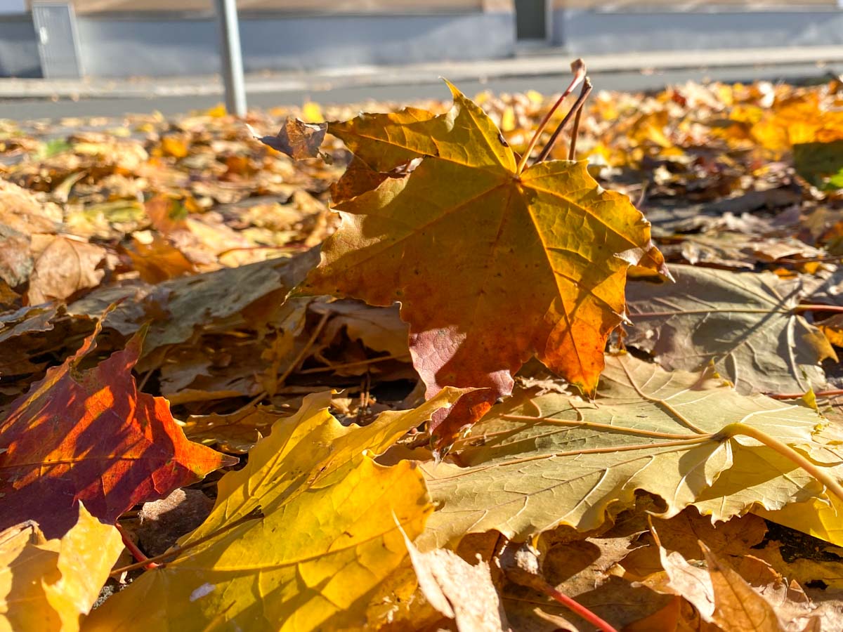herbst-in-rosenheim-credit-stadttipps-17