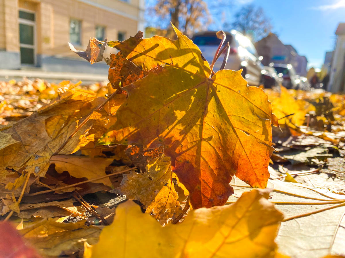 herbst-in-rosenheim-credit-stadttipps-18