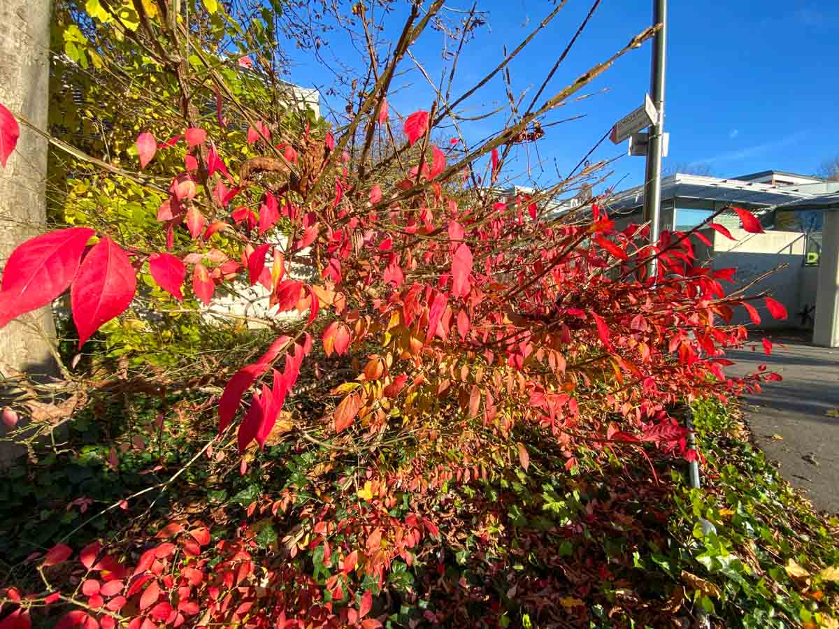 herbst-in-rosenheim-credit-stadttipps-19