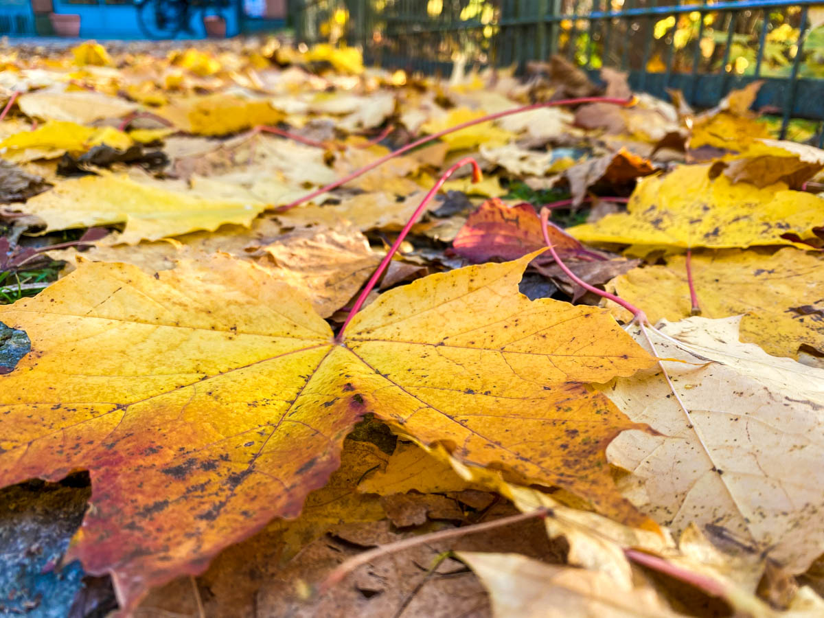herbst-in-rosenheim-credit-stadttipps-24