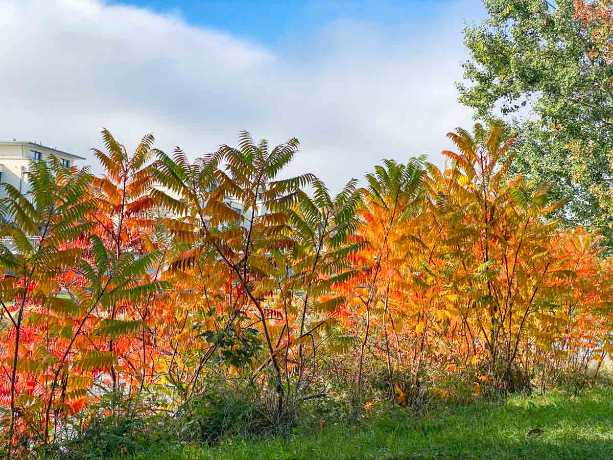 herbst-in-rosenheim-credit-stadttipps-36
