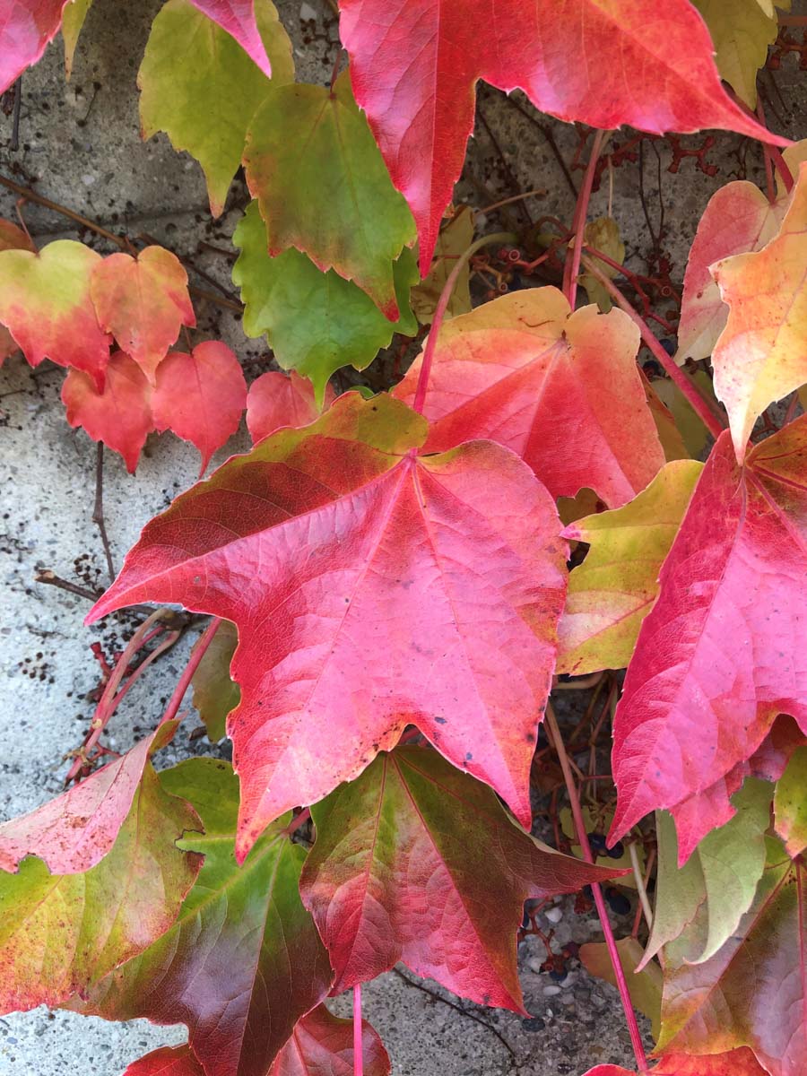herbst in rosenheim credit stadttipps 10
