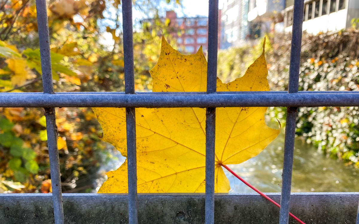 herbst in rosenheim credit stadttipps 25
