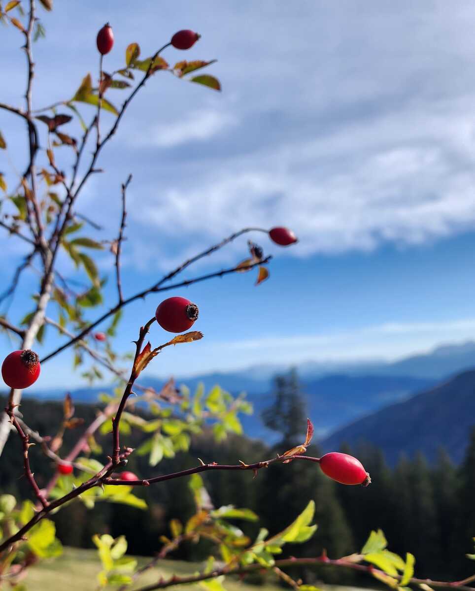 gemmotherapie treffpunkt gruen