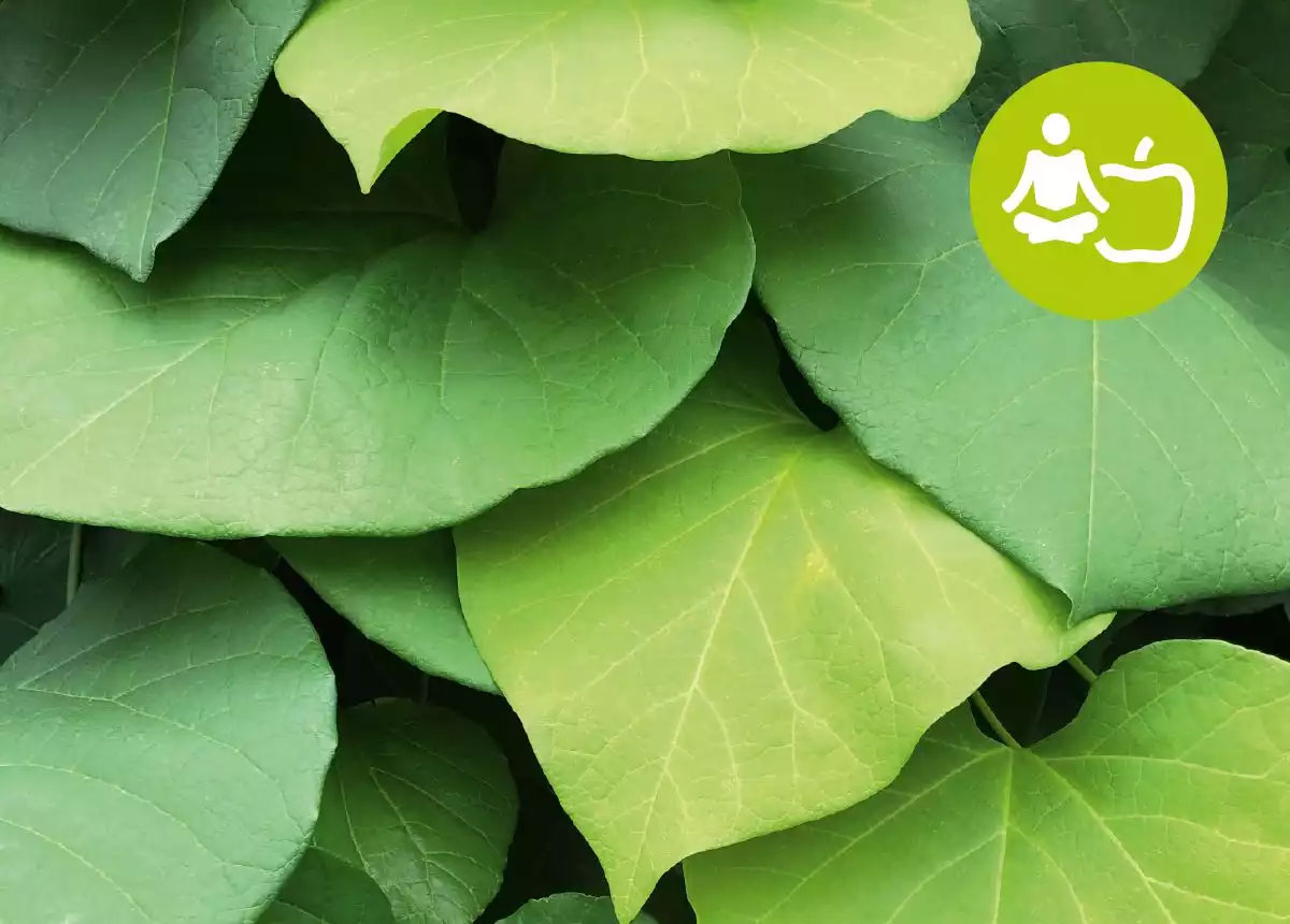 VHS Gesundheits-Kurse