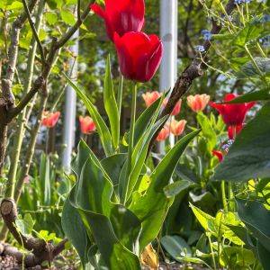 Frühlingsgrüße aus der Prinzregentenstraße_03