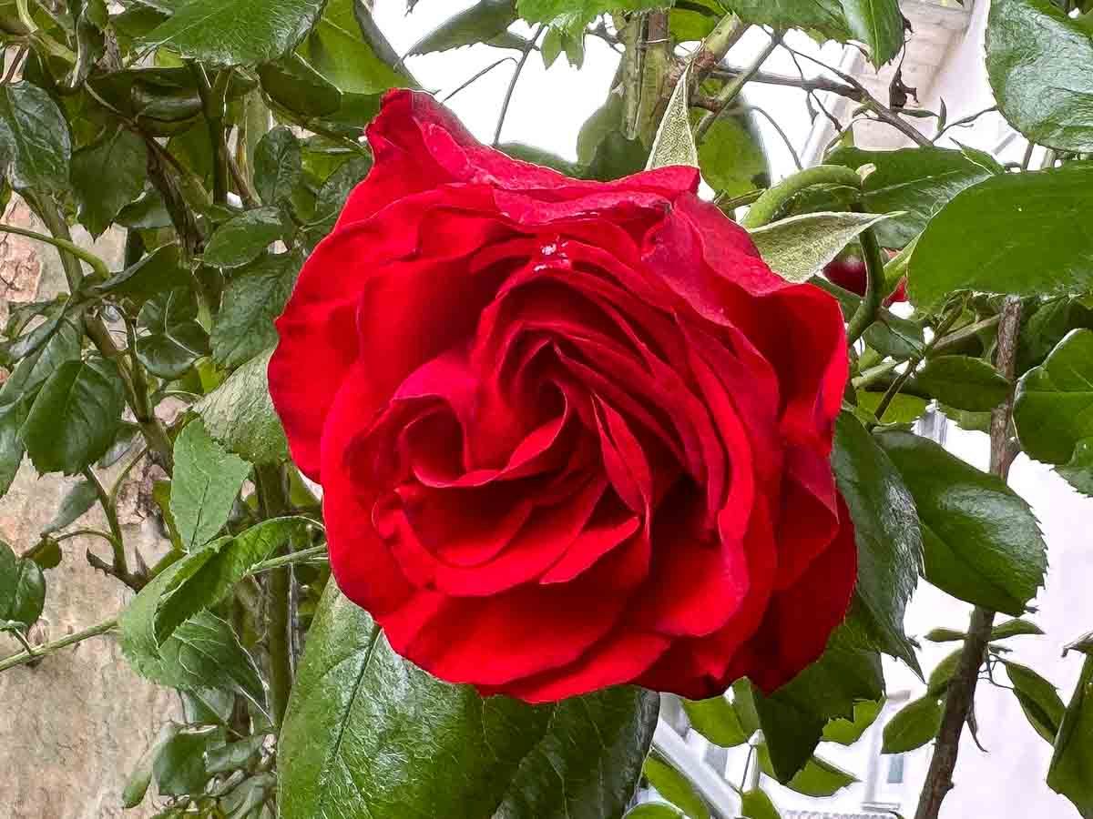 Stadtführung »Im Namen der Rose«