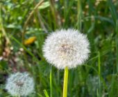 Kräuterwanderung Rosenheim Bettina Sölch 18