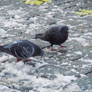 Rosenheim im Winter 015