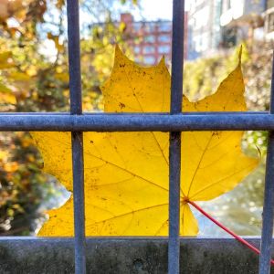Herbst in Rosenheim 25