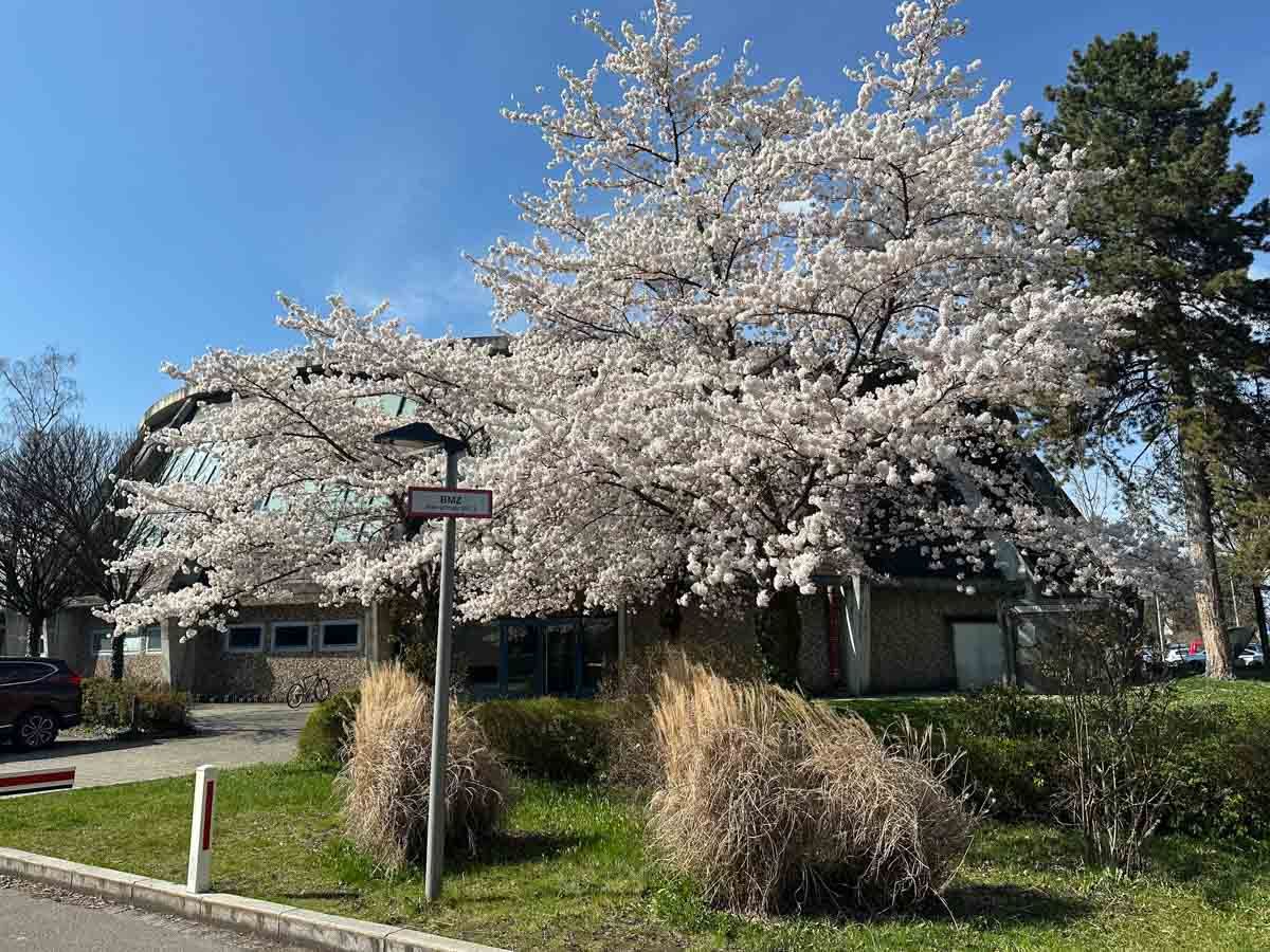 Frühlingsblüten an der Luitpoldhalle