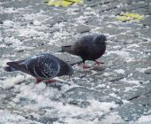 Rosenheim im Winter 015