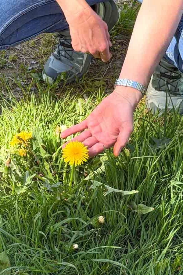 Kräuterwanderung im Kurpark Bad Endorf & Simsseemoos