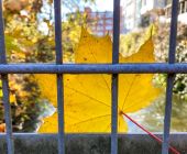 Herbst in Rosenheim 25