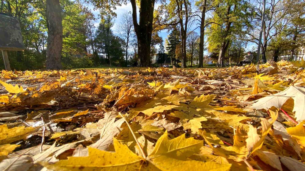 Herbstblätter - Rosenheim im Herbst