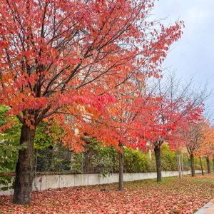 Herbst in Rosenheim 03