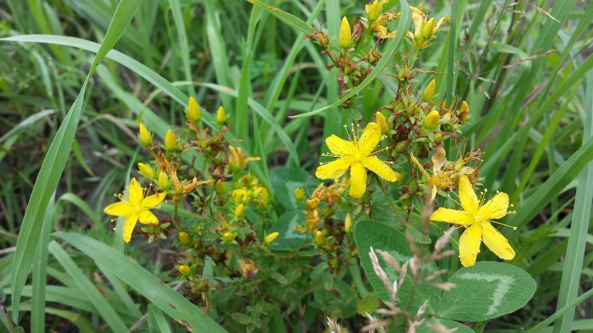 Das Johanniskraut – Sonnenspeicher des Sommers