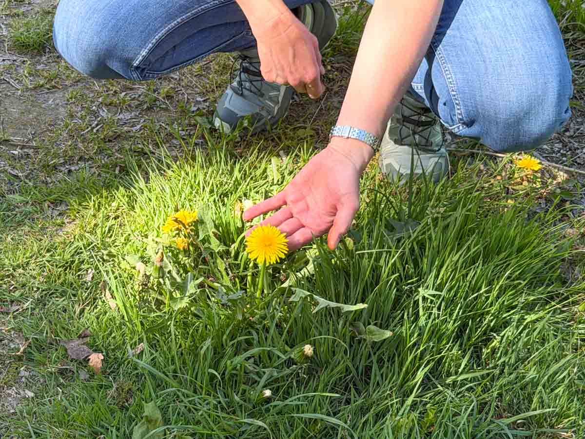 Kräuterwanderung im Kurpark Bad Endorf & Simsseemoos